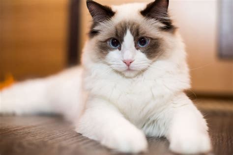 How Much Does A Ragdoll Cat Cost? A Price Guide