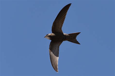 Wild Herzegovina Birdwatching - Common Swift (Apus apus)