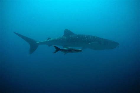 Whale Shark Vs Blue Whale: What Are The Differences?