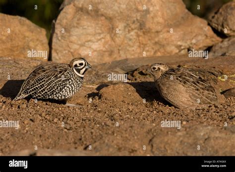 Montezuma Quail male and female, Cyrtonyx montezumae Stock Photo - Alamy