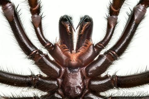 An Incredible Close-Up View Of One Of The World's Most Venomous Spiders | Spider, Sydney funnel ...