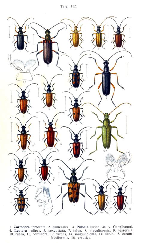 Les cérambycidés (Cerambycidae)