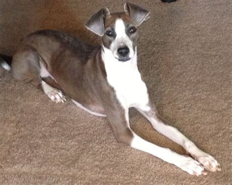 Daisy: my Whippet Mix | Crazy dog lady, Whippet mix, Crazy dog