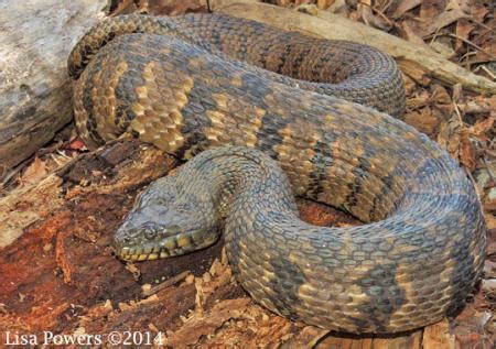 Diamond-backed Watersnake (Nerodia rhombifer) | Kentucky Snake ...