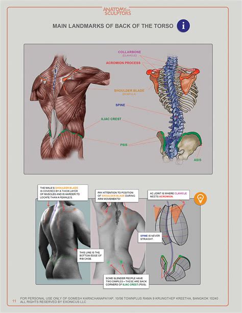 anatomy for sculptors-11