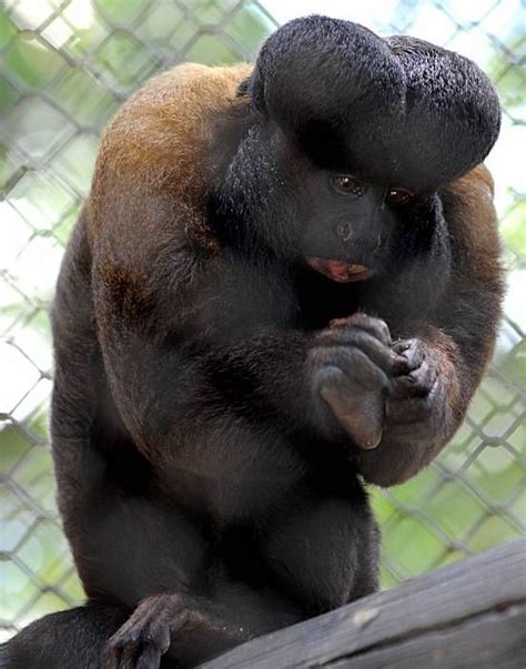 Southern-Bearded Saki Monkey | Not pictured: Beavis.(Photo of a ...