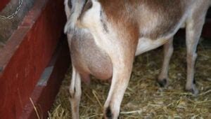 Goat Mastitis: Symptoms, Treatment and Prevention - The Happy Chicken Coop