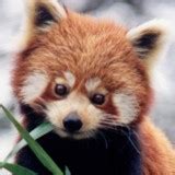 Adorable Red Pandas Caught on Film! - Baby Animal Zoo