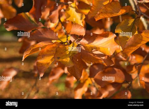 Golden Autumn Leaves Stock Photo - Alamy