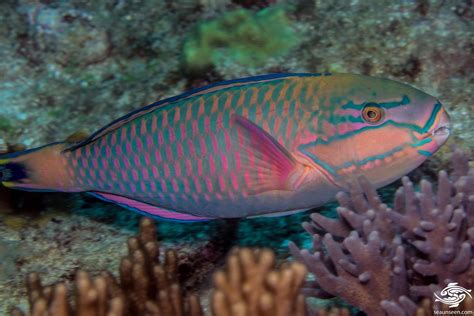 Bluemoon Parrotfish Facts and Photographs | Blue Parrotfish | Seaunseen