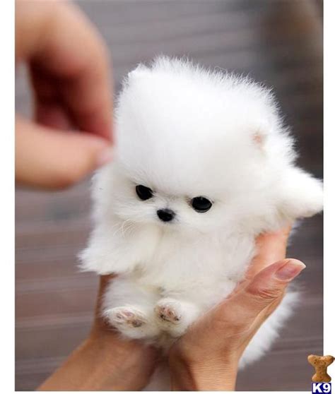 10 best Pomsky puppies images on Pinterest | Cute puppies, Fluffy pets and Baby puppies