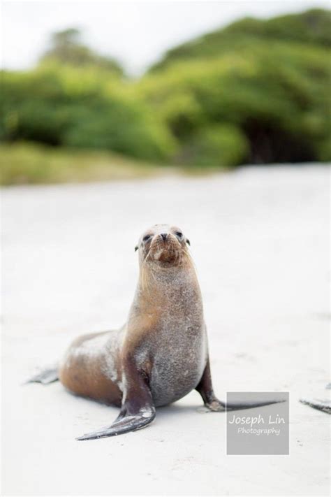 Galápagos fur seal | Travel, Animals, Walrus