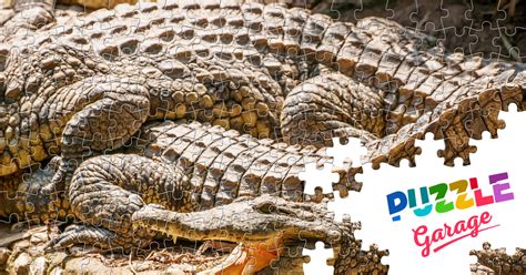 Crocodile Jigsaw Puzzle (Animals, Reptiles) | Puzzle Garage