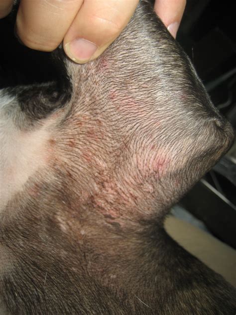 Hard movable lump under skin dog - posterres