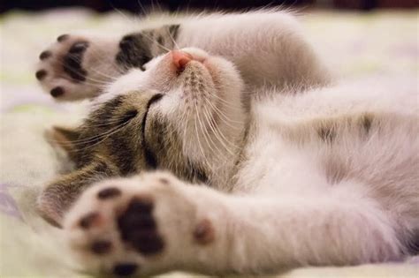 17 Sleeping Cats Positions Meanings [#3 Means Your Cat LOVES YOU ...