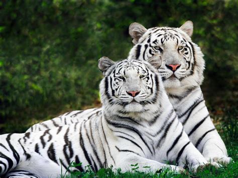 beautiful wallpaper: White Tigers Wallpapers