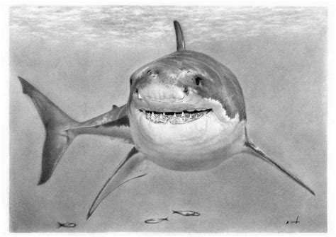 Realistic-Shark-Drawing-3 – Neo šaman