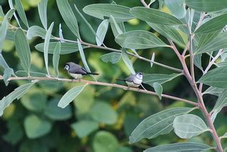 Double bar finches | In the yard | davidfntau | Flickr