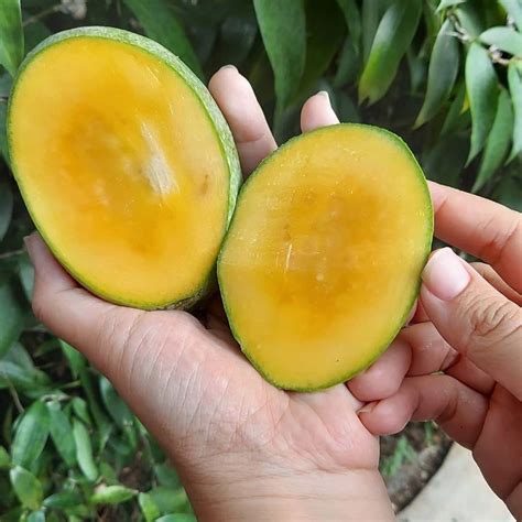 Bibit Mangga Manalagi Unggul | Harga Bibit Mangga Manalagi Asli