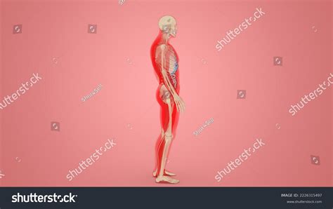 Human Skeletal System Anatomy 3d Illustration Stock Illustration 2226315497 | Shutterstock