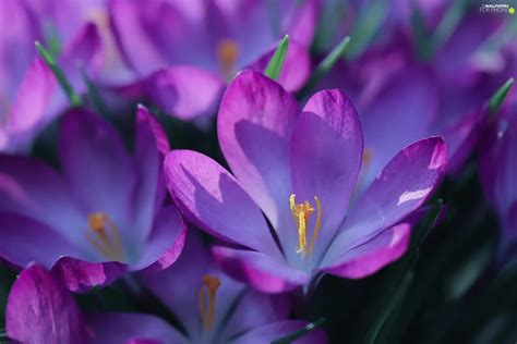 crocuses, Close, purple - For phone wallpapers: 2048x1365