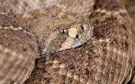 Western Diamondback Rattlesnake Venom Rattler Danger Photo Background ...