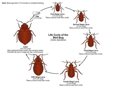 Bed Bug Information