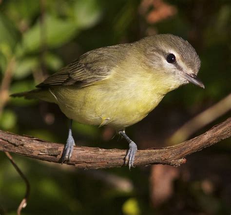 Philadelphia Vireo | Bird life list, Mixed flock, Beautiful birds