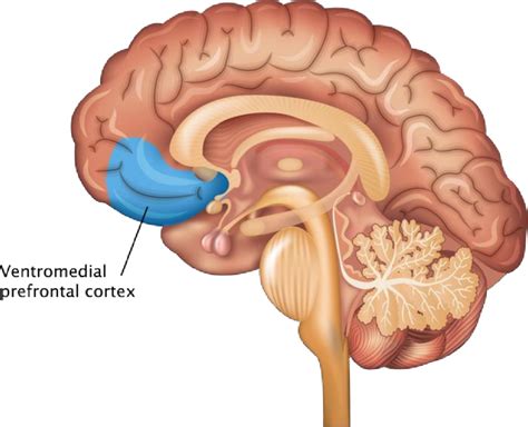 -Córtex pré-frontal ventromedial | Download Scientific Diagram