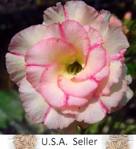 Adenium Obesum Chankajang Desert Rose 10 20 Seeds Germination - Etsy | Adenium, Lily seeds ...