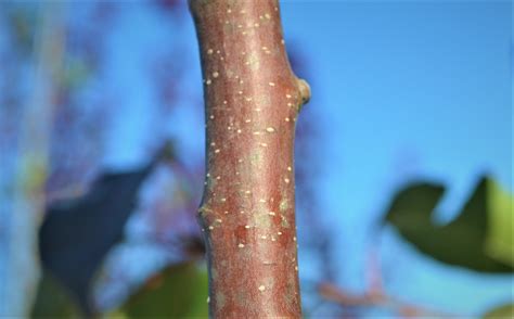 Cleveland Pear Bark - Next Generation Landscape Nursery