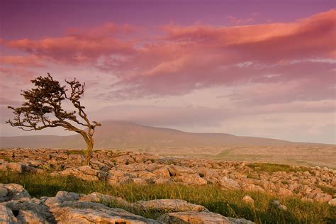 Rocky Landscape With Lone Tree In Sunset by John Ormerod