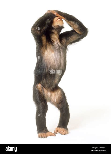 Chimpanzee (Pan troglodytes) standing upright with hands over its eyes. Studio picture Stock ...