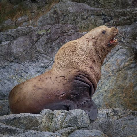 “Steller Sea Lion” – Frodsham and District Photographic Society