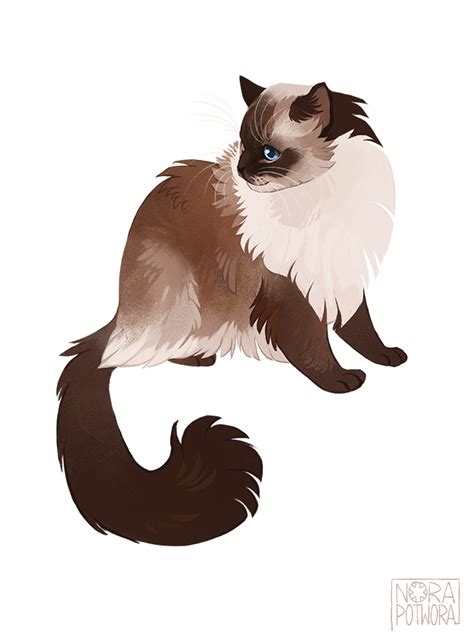 05 of suggested cats - ragdoll. | Cats illustration, Cat drawing, Cute animal drawings