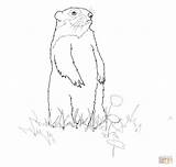 Standing Groundhog coloring Page  Free Printable Coloring Pages sketch template