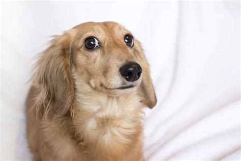 Golden Retriever Dachshund Mix: Hybrid With A Heart Of Gold