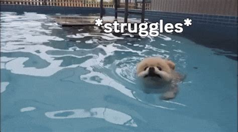 Struggle Pom GIF by WoofWaggers - Find & Share on GIPHY