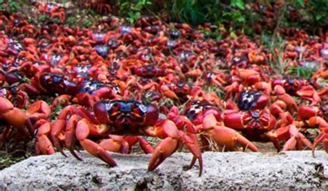 Video: Millions of Tiny Red Crabs Migrate onto Christmas Island ...