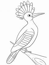 Coloring Hoopoe Pages Printable Bird Supercoloring Color Colouring  sketch template