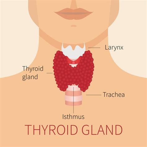 Tuit Nutrition: Let's Talk About Thyroid -- Intro: Thyroid Function & Testing (Pt. 1/3)