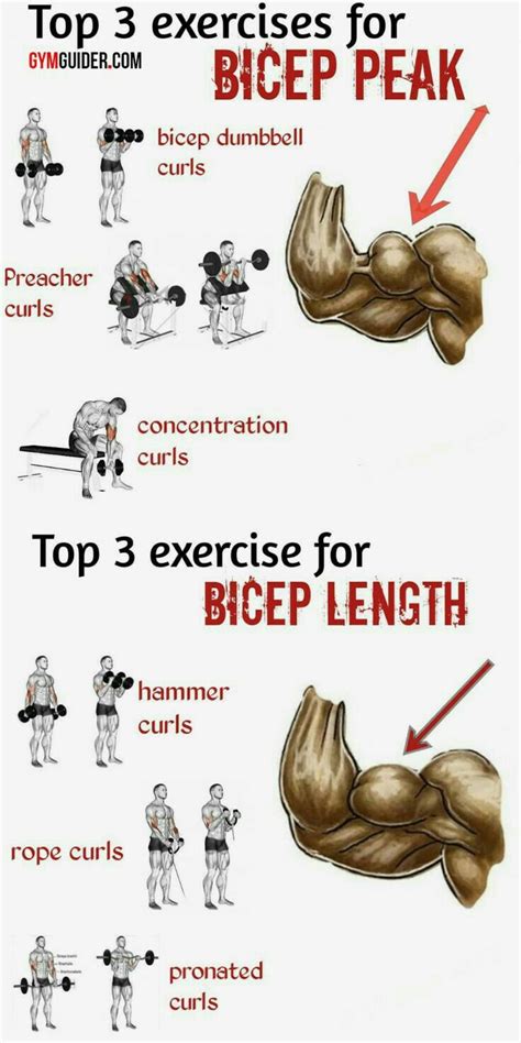 Pin by Gymheart on biceps | Biceps, Fun workouts, Big biceps