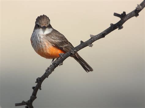 Vermilion Flycatcher, Female | BirdForum