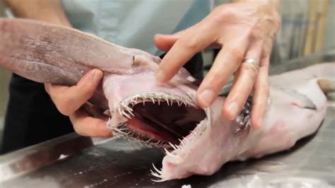 Download Goblin Shark Sharp Teeth Picture | Wallpapers.com