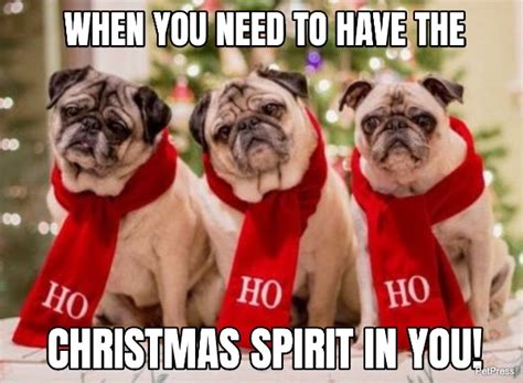 funny dog christmas meme - PetPress
