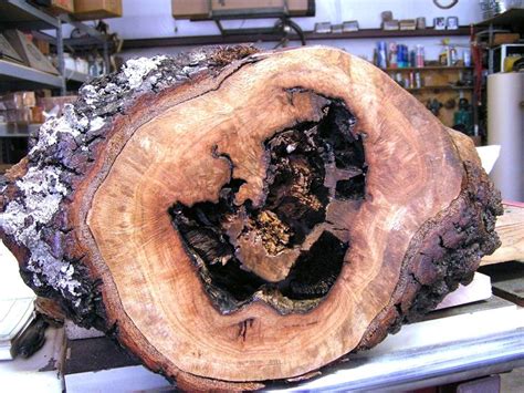 Live edge pecan wood slab, tree slice, 16 inches, slab #53 | Pecan wood, Wood slab, Tree slices