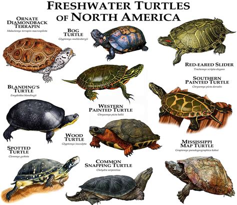 Freshwater Turtles of North America Poster Print | Etsy | Freshwater ...