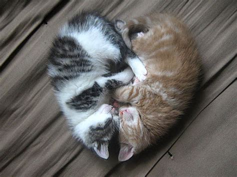 40 Really Cute Cuddling Kittens in the World - The Design Inspiration ...