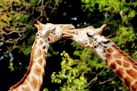 Giraffe kiss From Mysore zoo : r/pics