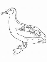 Albatross Coloring Pages  Best Coloring For Kids sketch template